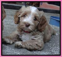 Sky Reagan pups 7 wks old 1311