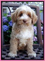 Sky Reagan pups 8 wks old 170