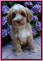 Sky Reagan pups 8 wks old 190