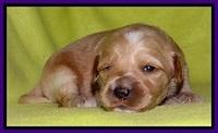 Sky Reagan pups 2 wks old 71