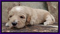 Sky Reagan pups 3 wks old 110