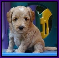 Sky Reagan pups 5 wks old 90