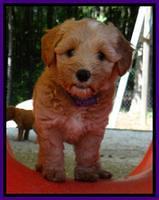 Sky Reagan pups 6 wks old 51