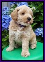 Sky Reagan pups 6 wks old 80