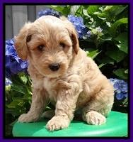 Sky Reagan pups 6 wks old 90