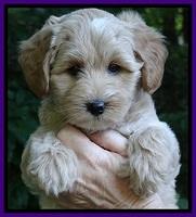 Sky Reagan pups 7 wks old 231