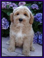 Sky Reagan pups 8 wks old 260