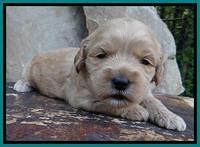Sky Reagan pups 3 wks old 160