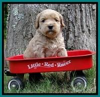 Sky Reagan pups 4 wks old 170