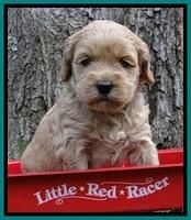 Sky Reagan pups 4 wks old 180