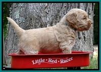 Sky Reagan pups 4 wks old 190