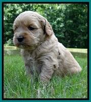 Sky Reagan pups 4 wks old 200