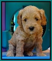 Sky Reagan pups 5 wks old 110