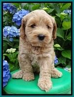 Sky Reagan pups 6 wks old 120