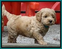 Sky Reagan pups 6 wks old 140