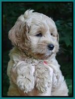 Sky Reagan pups 7 wks old 71