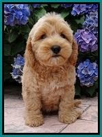 Sky Reagan pups 8.5 wks old 11