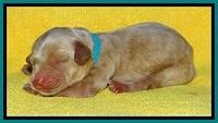 SkyReagan pups newborn 121