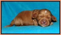 Sky Reagan pups 1 week old 4252