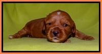 Sky Reagan pups 2 wks old 181