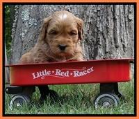 Sky Reagan pups 4 wks old 330