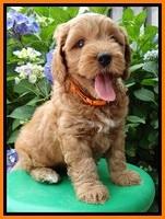 Sky Reagan pups 6 wks old 250