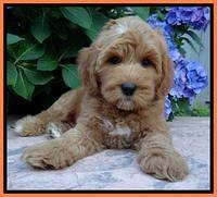 Sky Reagan pups 8 wks old 200