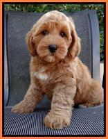 Sky Reagan pups 8 wks old 240