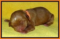 SkyReagan pups newborn 171