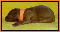 SkyReagan pups newborn 181