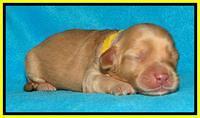 Sky Reagan pups 1 week old 171