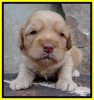 Sky Reagan pups 3 wks old 240