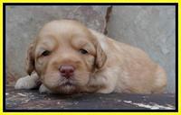 Sky Reagan pups 3 wks old 250