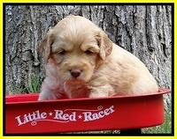 Sky Reagan pups 4 wks old 380