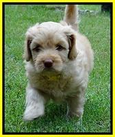 Sky Reagan pups 6 wks old 520