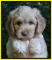 Sky Reagan pups 7 wks old 131