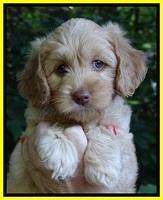 Sky Reagan pups 7 wks old 141