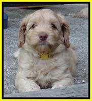 Sky Reagan pups 7 wks old 711