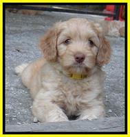 Sky Reagan pups 7 wks old 811