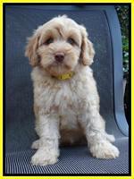 Sky Reagan pups 8 wks old 10