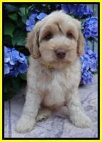 Sky Reagan pups 8 wks old 30