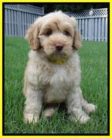 Sky Reagan pups 8 wks old 40