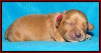 Sky Reagan pups 1 week old 201