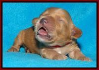 Sky Reagan pups 1 week old 211