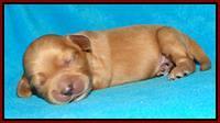 Sky Reagan pups 1 week old 221