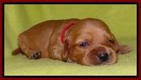 Sky Reagan pups 2 wks old 231