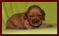 Sky Reagan pups 2 wks old 241