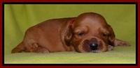 Sky Reagan pups 2 wks old 251