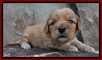 Sky Reagan pups 3 wks old 280