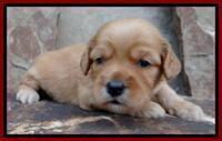 Sky Reagan pups 3 wks old 290